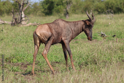 Red hartebeest in the Grass