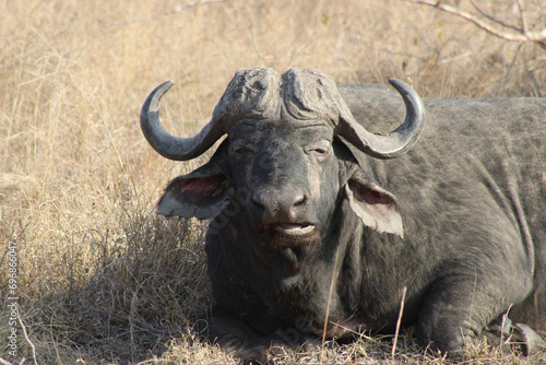 African Buffalo in the Grass