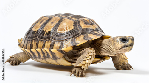 Hermann tortoise turtle dhermann testudo hermanni isolated white background. AI Generative