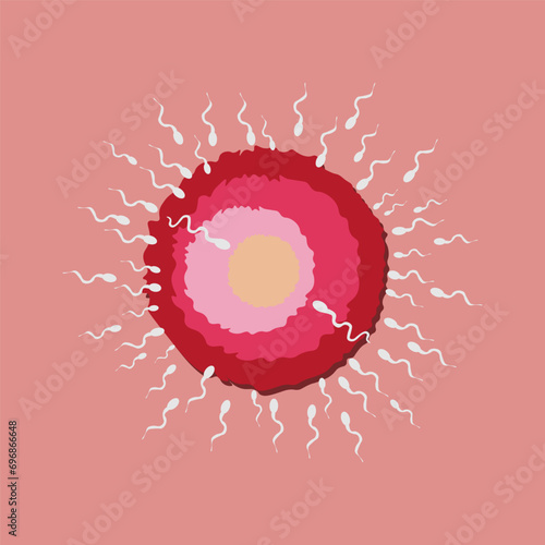 The fertilized egg sperm. Flat Vector illustration isolated on white background