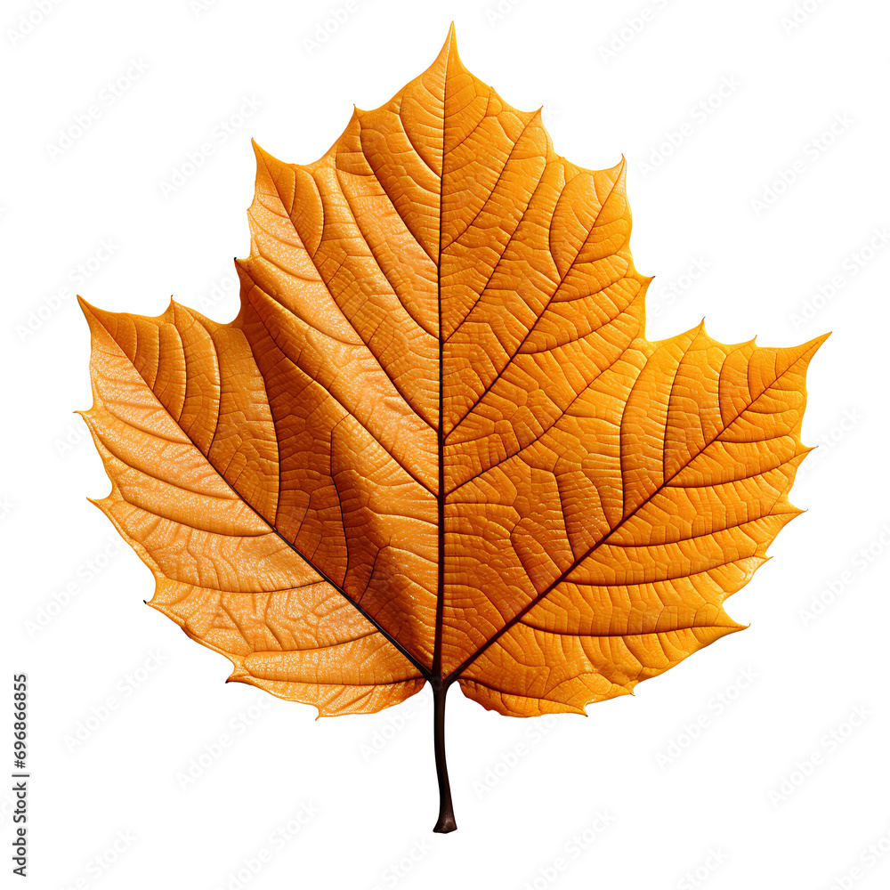 orange leaf png. leaf png. orange leaf isolated png. green leaf flat