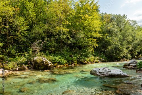 Landscape of Slovenia. The turquoise waters of the So  a River flow through the green forest