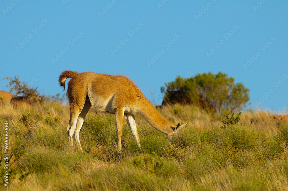 Obraz premium Guanacos in Lihue Calel National Park, La Pampa, Patagonia, Argentina.