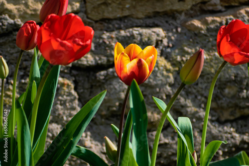 Red tulips in the ground in a garden at springtime