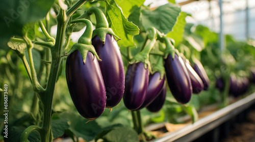 Growing ripe eggplants in an agricultural greenhouse photo