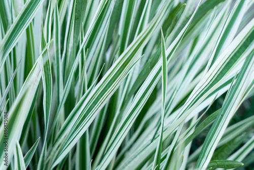Reed Canary grass Phalaris Arundinacea. Natural background