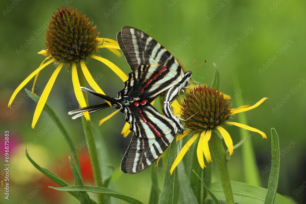 Zebra swallowtail butterflies mating on bush's coneflower flowers Zebra swallowtail butterflies mating on bush's coneflower flowers