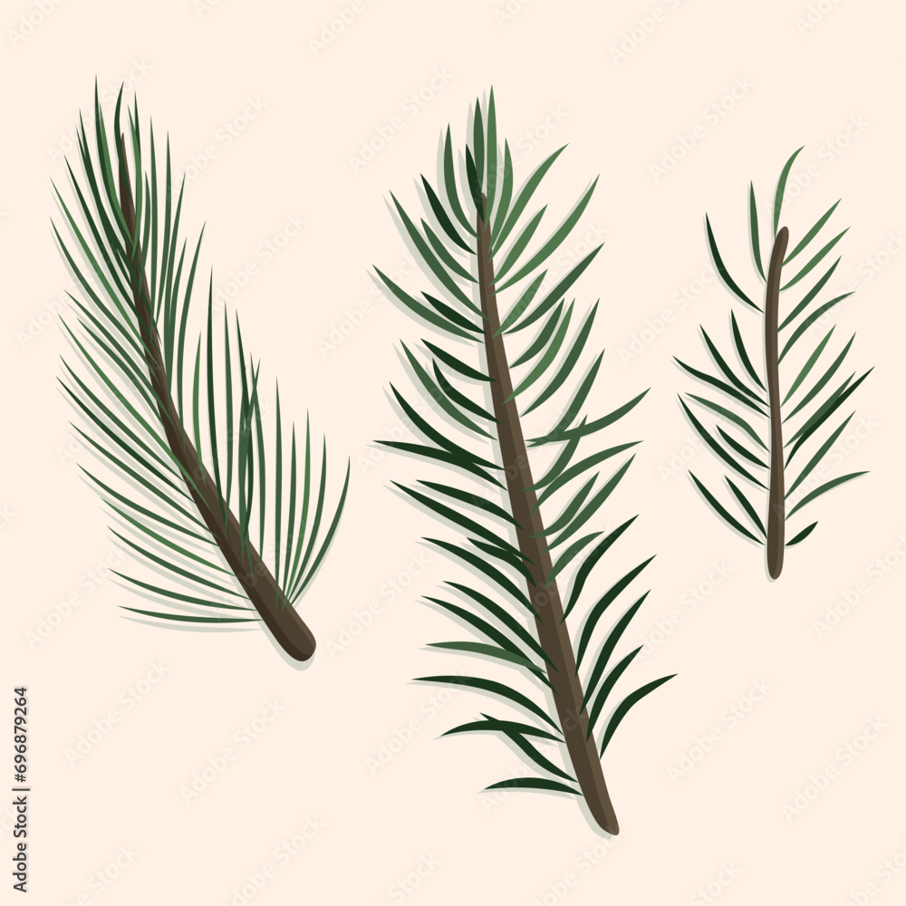Thin spruce and pine branches hand-drawn in vector