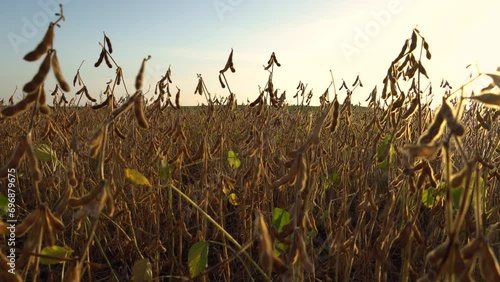 A beautiful field of ripe soybeans. A soybean field is illuminated by the sun. Slider shots. photo