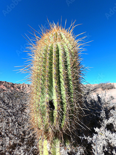 Pasacana cactus in the mountains in its natural habitat near the Argentine village of Humahuaca photo