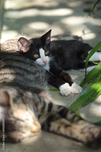 面倒見が良い叔父猫を枕にして、甘える甥の雄子猫