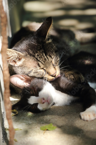 面倒見が良い叔父猫と、甘える甥の雄子猫