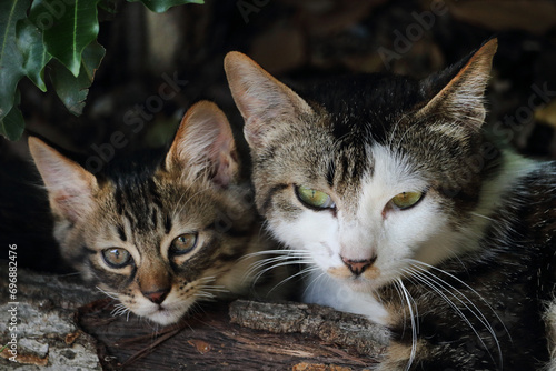 初夏、林の中の親子猫