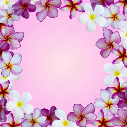 beautiful tropical plumeria, frangipani flowers on paper background © Antonina