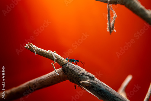 Large blue insect sitting on a branch photo