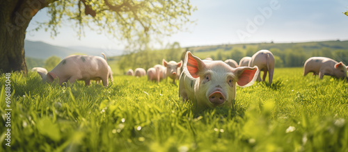 Group piglets grazing freely in a lush green pasture farm.
 photo