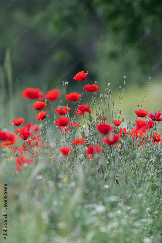 Obraz premium Close-up of red poppy flower, green grass background, nature outdoors, meadow with wildflowers
