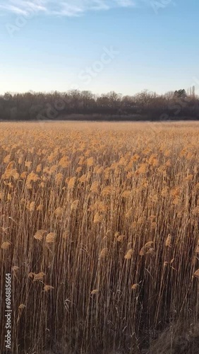 Dry reed field with plants seeds sway in the wind lit by the golden sunset light. Parched wild bulrush plants, natural background photo