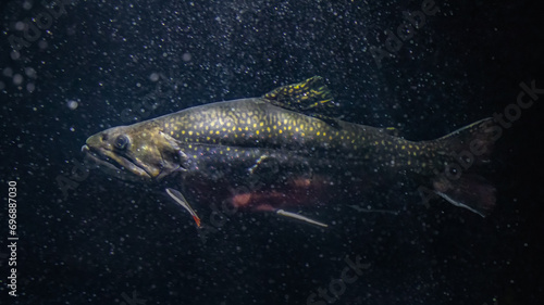 Underwater photo of brook trout swimming in dark waters with bubbles photo