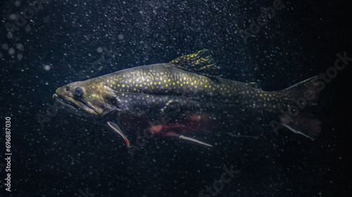 Underwater photo of brook trout swimming in dark waters with bubbles