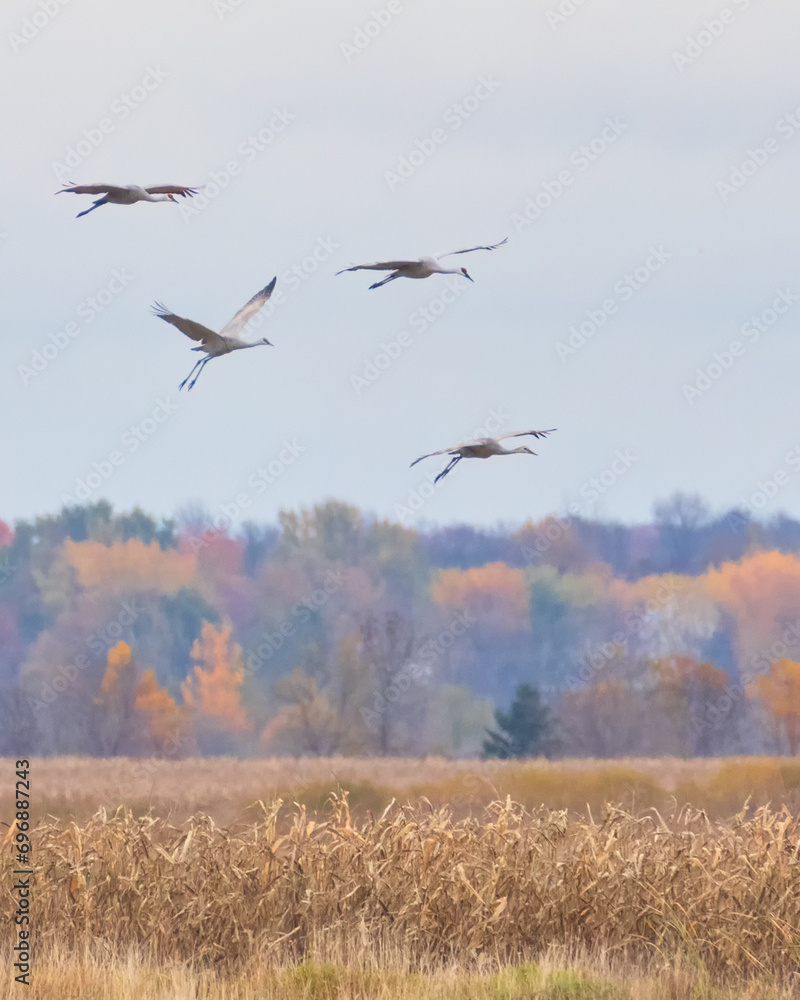 Sandhill Cranes gliding over a corn field in autumn Sandhill Cranes gliding over a corn field in autumn