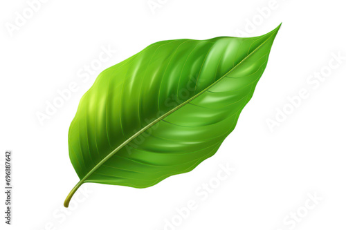 green leaf isolated on transparent background