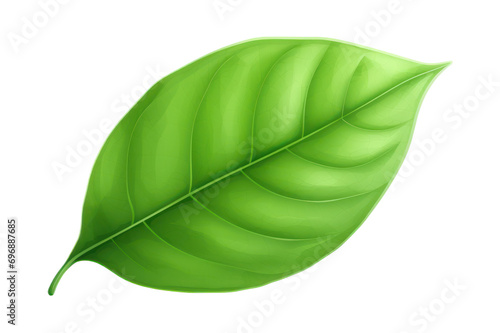 green leaf isolated on transparent background photo