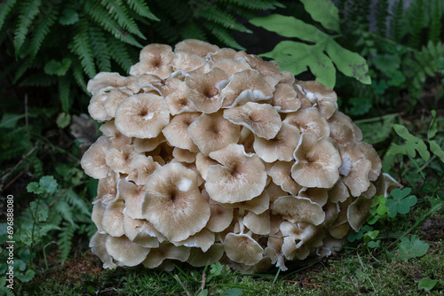 Umbrella polypore surrounded by green vegetation on forest floor