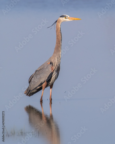 Portrait of Great Blue Heron standing in calm water with its reflection