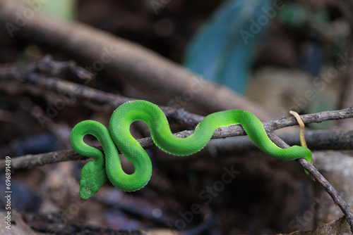 Green pit viper in Thailand forest photo