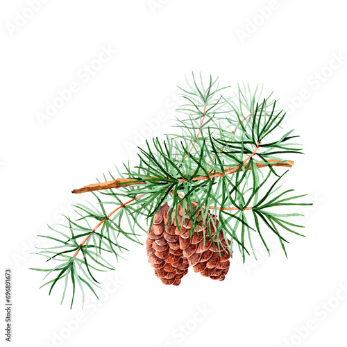 aquarelle hand drawn branch of pine with two cones