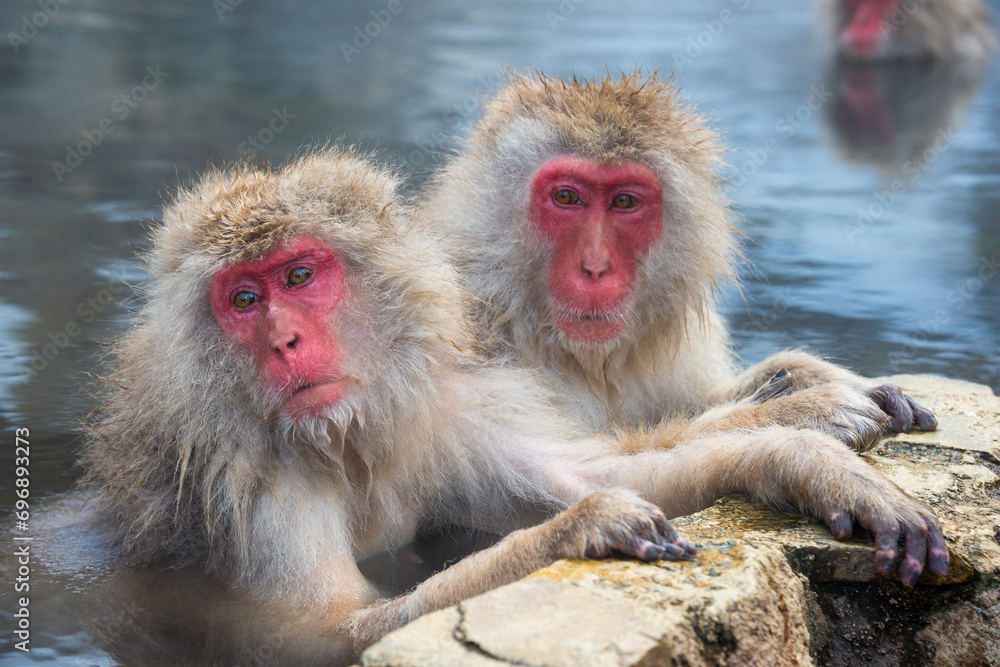 Naklejka premium Macaques bath in hot springs in Jigokudani Park, Nagano, Japan