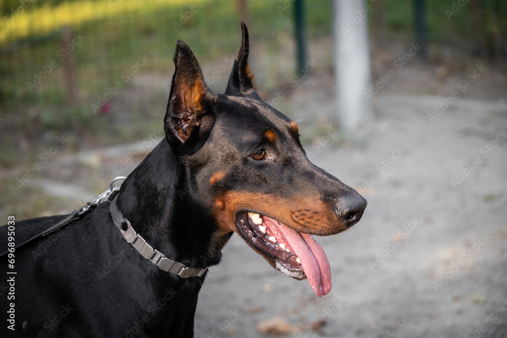 portrait of a dog in profile Doberman Pinscher portrait of a dog in profile Doberman Pinscher