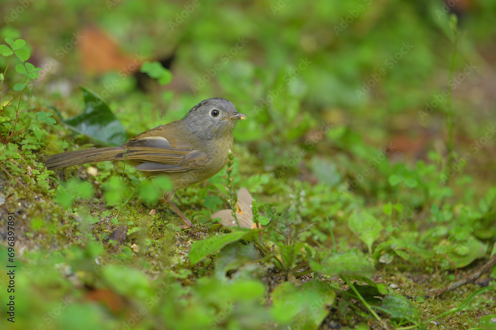 Yunnan Fulvetta birdwatching in the forest Yunnan Fulvetta birdwatching in the forest