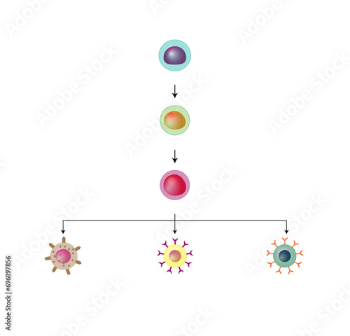 Lymphopoiesis. hematopoietic stem cell, common lymphoid progenitor, lymphoblast, T- lymphocyte, B-lymphocyte and natural killer cell. The development of lymphocyte. Vector illustration.