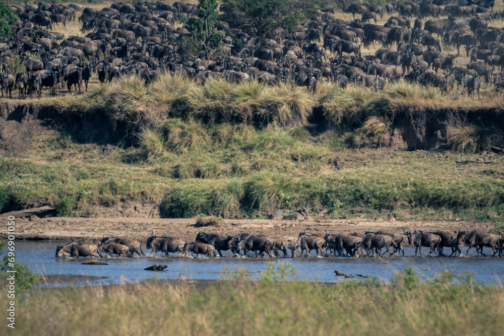 Blue wildebeest cross river near main herd Blue wildebeest cross river near main herd