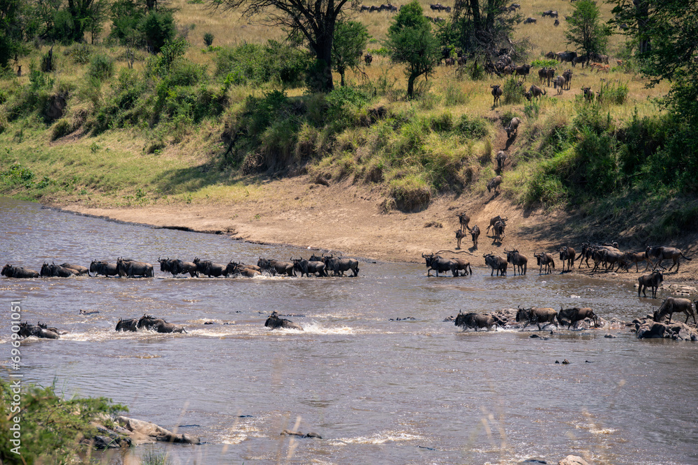 Blue wildebeest cross river in two lines Blue wildebeest cross river in two lines