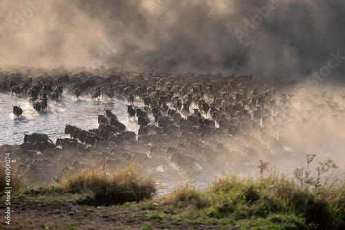 Blue wildebeest crosses shallow river in dust