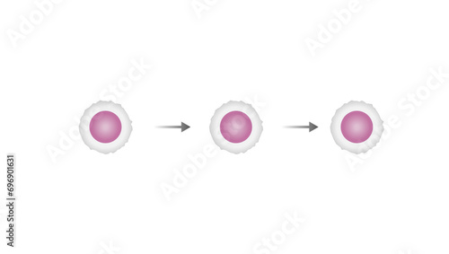 Lymphopoiesis. hematopoietic stem cell, common lymphoid progenitor, lymphoblast, T- lymphocyte and B-lymphocyte. The development of lymphocyte. Vector illustration. photo