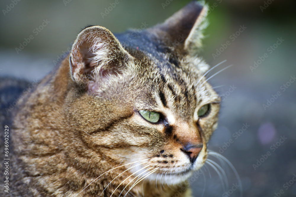 京都の寺院の境内で出会ったキジトラの猫