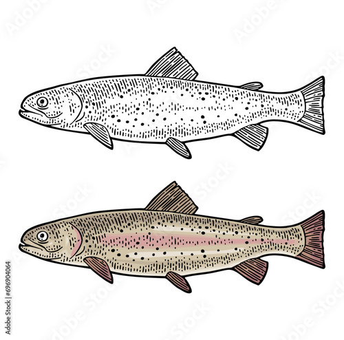 Whole fresh fish trout. Vector color engraving vintage