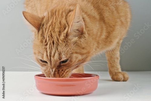  Funny red cat eat cat food on red ceramic plate. Horizontal image with selective focus. 