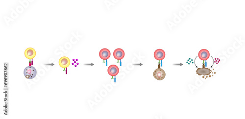 T-Cell activation diagram, helper T-cell and cytotoxic T-cell vector illustration	