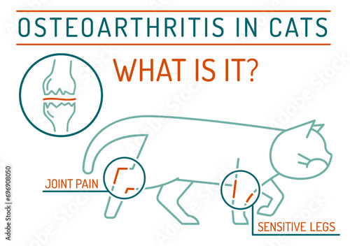 Arthritis, osteoarthritis in cats. Widespread feline disease.