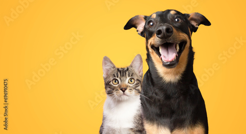 Black and brown dog and cat portrait together on yellow background isolated photo