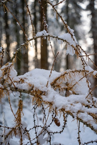 Snow-covered branches in a forest in winter