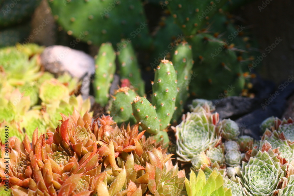 Obraz premium Pink Grapefruit rojnik Sempervivum
