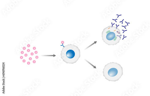 Activation B-cell leukocytes. B lymphocyte differentiation. Plasma cell and memory B cell. B cell and T cell interaction. photo