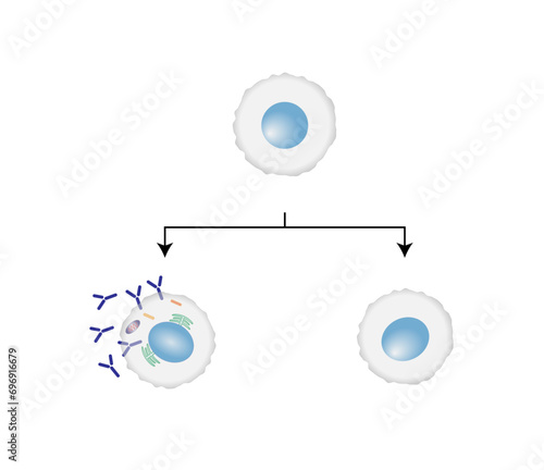 B-cell leukocytes. Plasma cell and memory B cell. b cell differentiation, antigen stimulation of surface receptor, plasma cell producing monoclonal antibodies. Vector illustration.