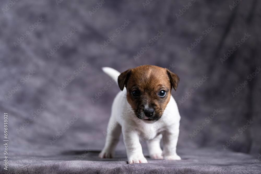Cute little Jack Russell terrier puppy in a brutal pose on a dark background.